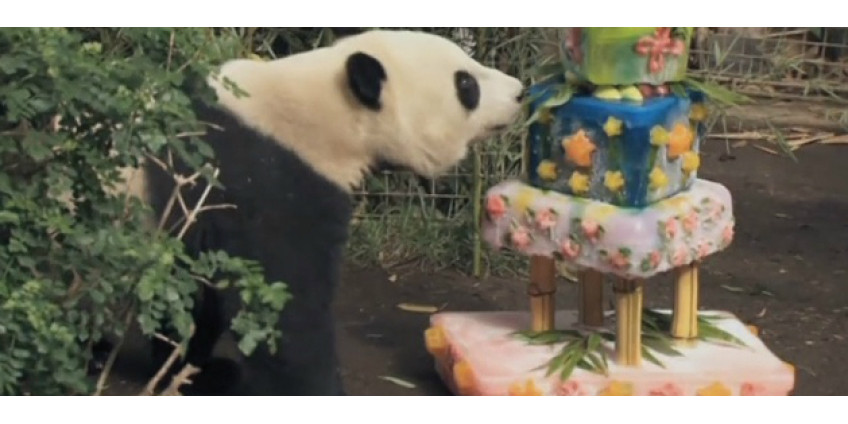 Панде из Сан-Диего устроили настоящий праздник