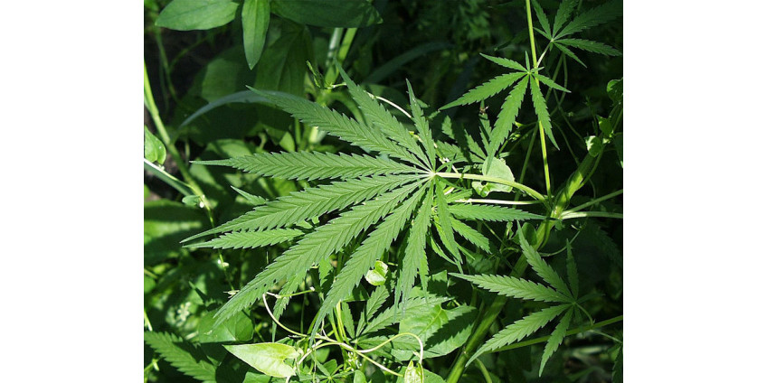 ЧП в калифорнийском детском саду: ребенок отравился марихуаной