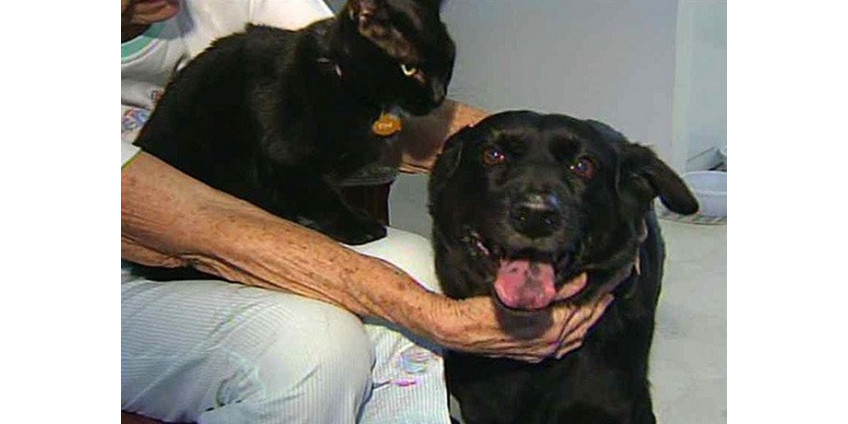 Собака спасла жизнь соседу