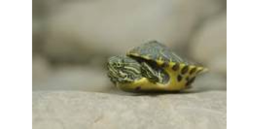 Тысячи черепах усыпят из-за кризиса