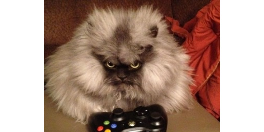 В Лос-Анджелесе живет самый пушистый кот в мире