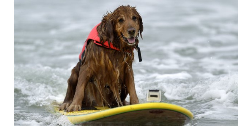 Собаки вновь покоряют американские волны