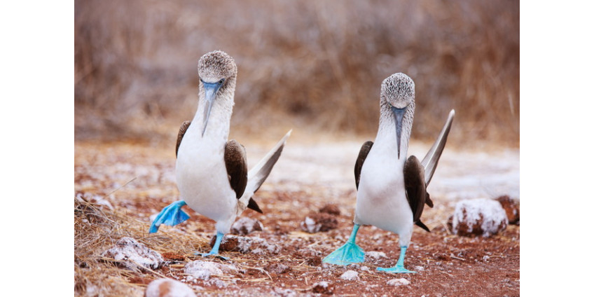 Жители Калифорнии в восторге от синеногих олушей