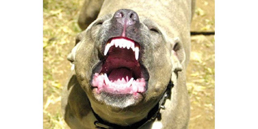 Трагедия в Лос-Анджелесе: питбули загрызли ребенка