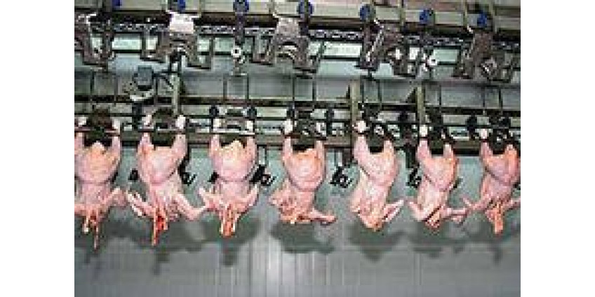 Куриное мясо из Калифорнии может быть опасным