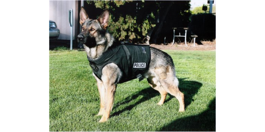 Полицейских собак обвинили в расизме