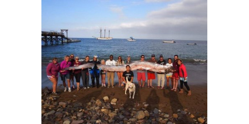 Второй за неделю «морской змей» пойман в Калифорнии
