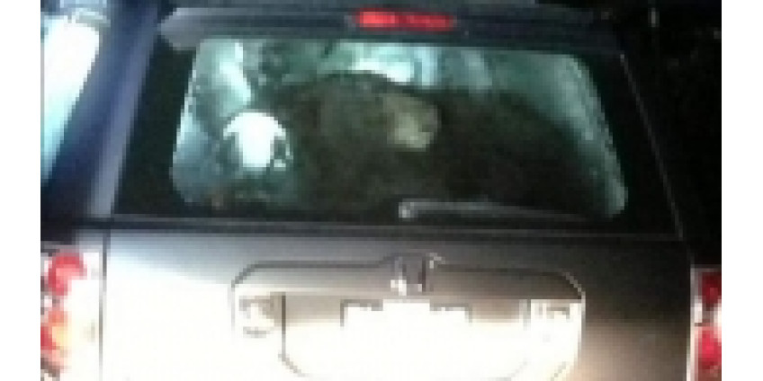 Медведи в поисках еды забираются в автомобили