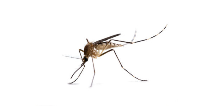 В Калифорнии замечены москиты, переносящие лихорадку денге