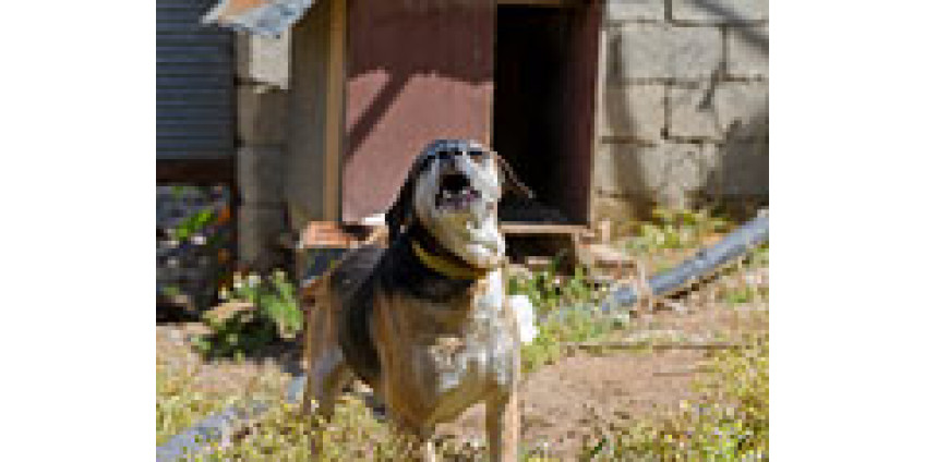 Полиция выяснила обстоятельства убийства пяти человек в Финиксе