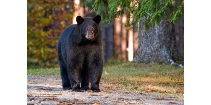 По Лос-Анджелесу гулял медведь