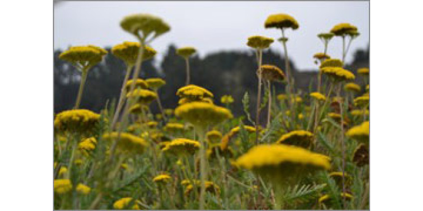 Калифорнийский цветочный рынок растет