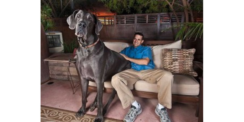 Скончался пес из Книги рекордов Гиннесса