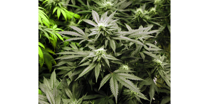 Жители Аризоны не против легализовать марихуану