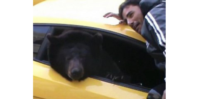 В Лос-Анджелесе увидели медведя в Lamborghini