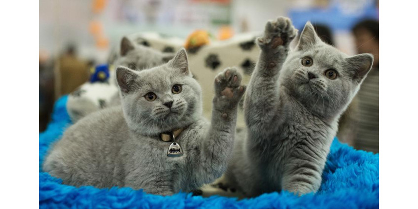 Жители Лос-Анджелеса смогут держать дома больше кошек