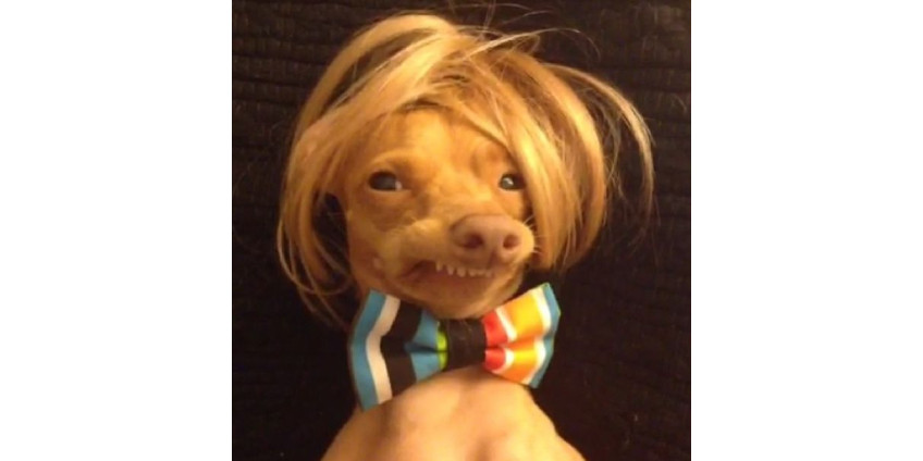 В Сан-Диего появилась новая интернет-знаменитость