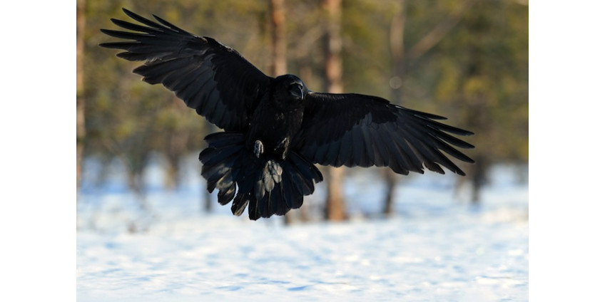На калифорнийский город «напали» вороны