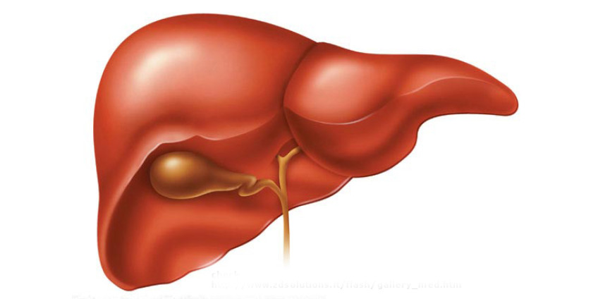В Сан-Диего будут «печатать» печень