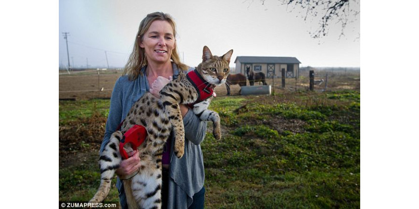 Самый высокий кот в мире живет в Калифорнии