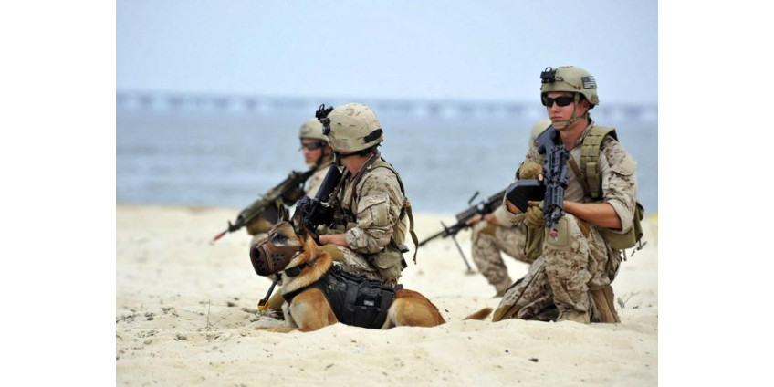 Фальшивый «котик» выманивал у инвесторов деньги