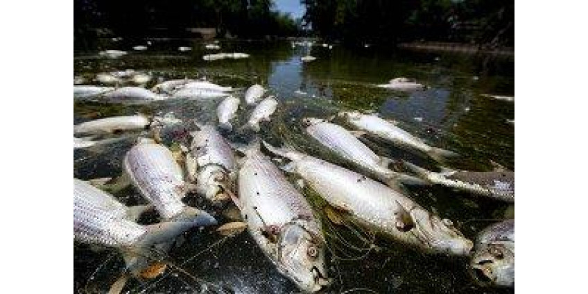 На севере Невады массово вымирает рыба