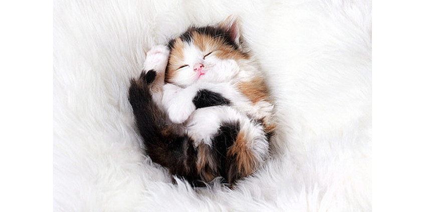 В Лос-Анджелесе ожидается выставка, посвященная кошкам