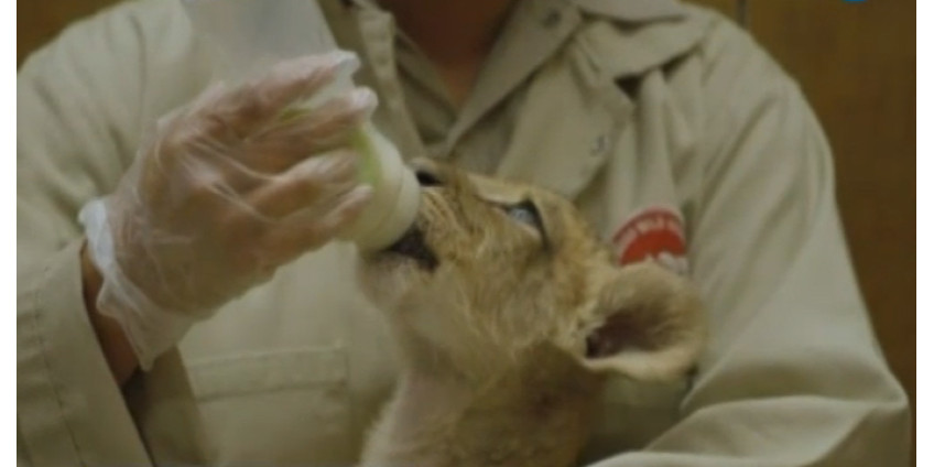 В зоопарке Сан-Диего выбирают имена для львят