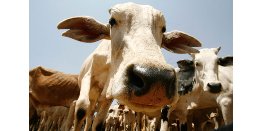 Калифорнийские фермеры вынуждены продавать скот