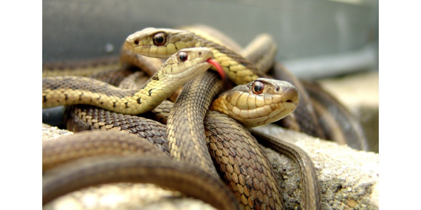 Калифорнийский учитель держал дома 400 змей