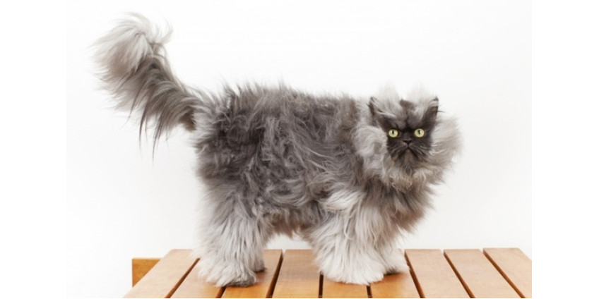 Умер самый пушистый в мире кот