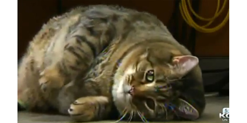 В Аризоне живет самый толстый кот в мире