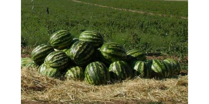 Калифорнийскую школу обвинили в использовании расистского меню