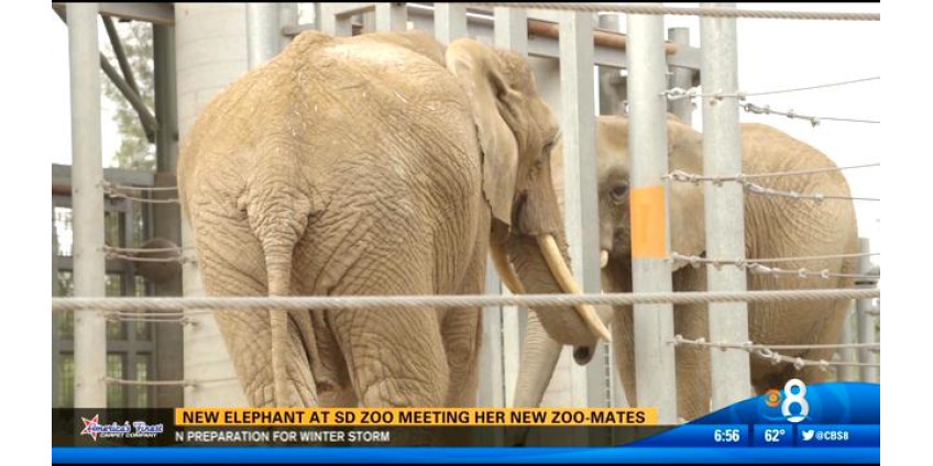 Новая слониха в зоопарке Сан-Диего начала заводить знакомства