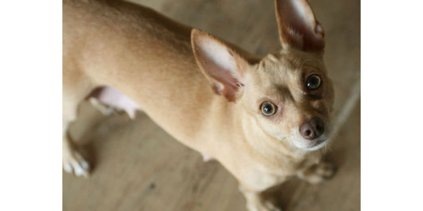 Жителей Финикса преследуют дикие чихуахуа