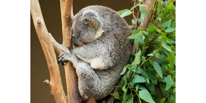 Коала из Сан-Диего подшутила над сотрудниками зоопарка