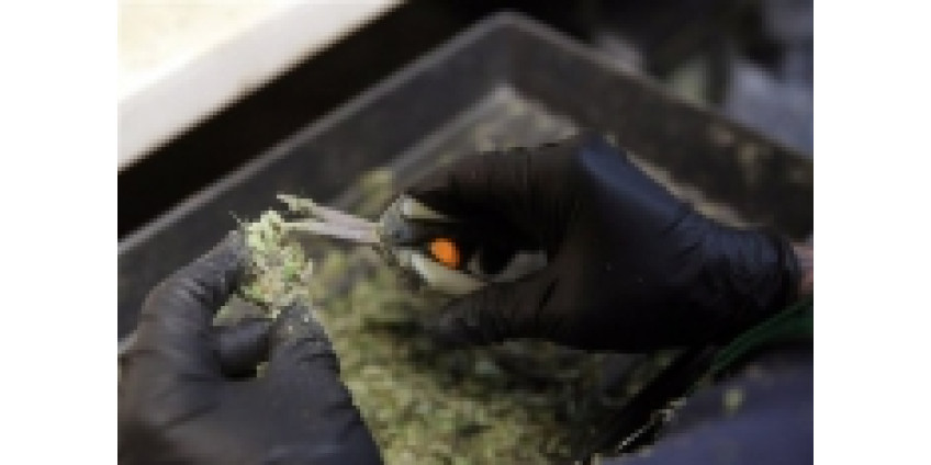 Калифорнийские третьеклассники начали курить марихуану