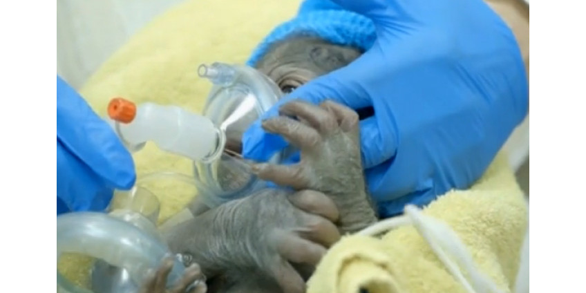 В зоопарке Сан-Диего на свет появился детеныш гориллы