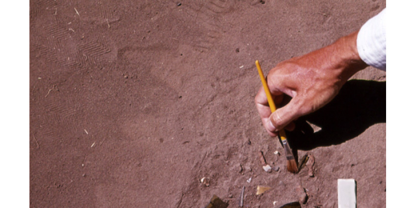 В Лос-Анджелесе нашли доисторических окаменелых моллюсков