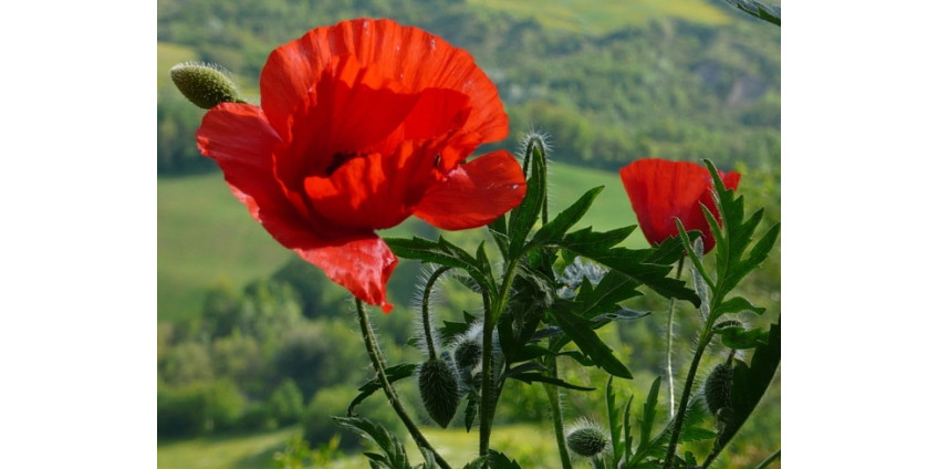 В Калифорнии ожидается фестиваль маков