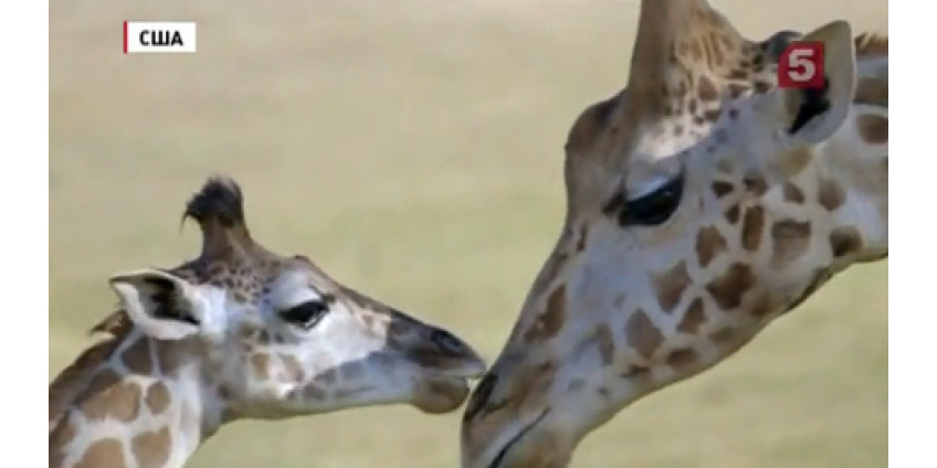 В зоопарке Сан-Диего спасли жирафа