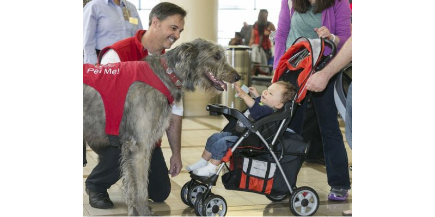 От стресса пассажиров будут спасать собаки