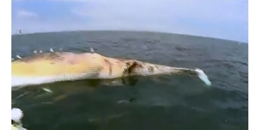 Туша 45-тонного кита остается у берегов Сан-Диего
