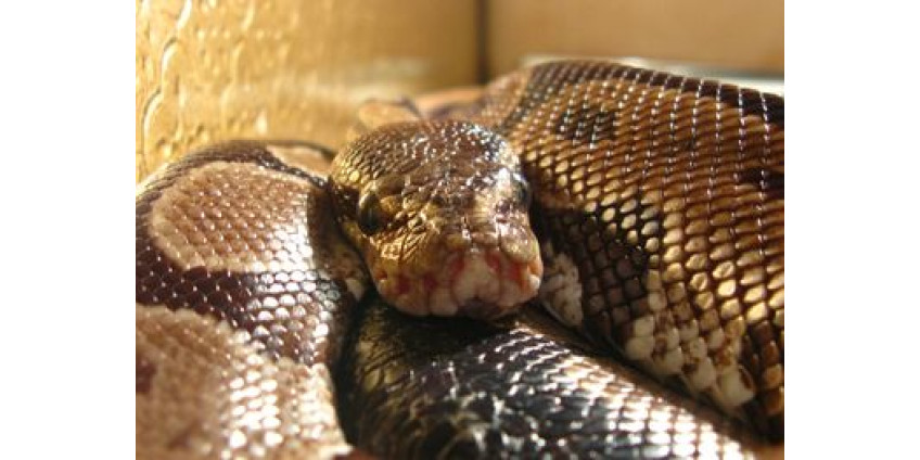 В ДТП в Калифорнии попал велосипедист с питоном