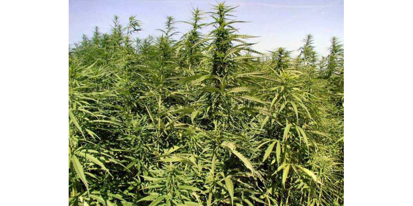 Необычная находка в лесу