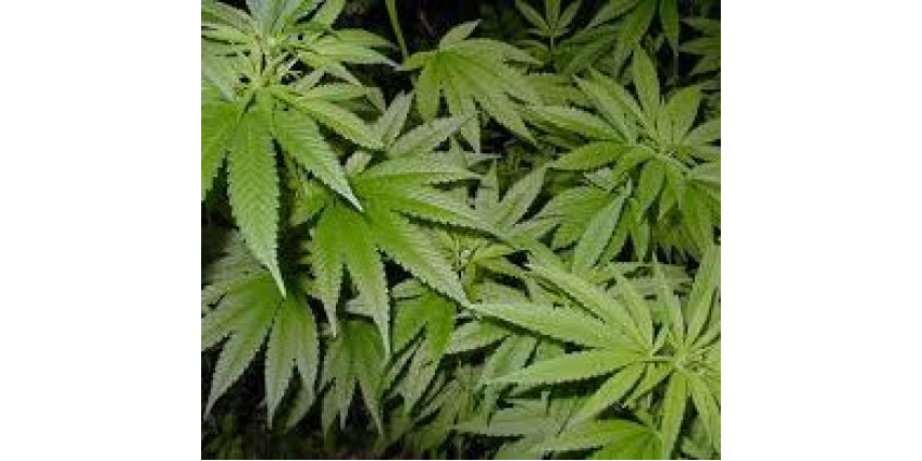 4 июля открывается рынок марихуаны