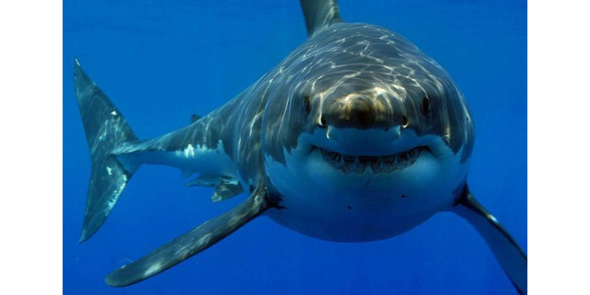 У берегов Калифорнии на купающихся напала акула