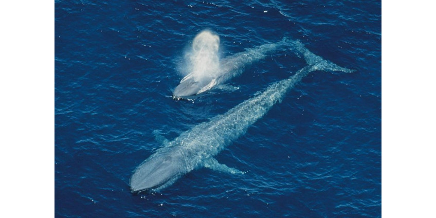 Огромный кит опрокинул лодку