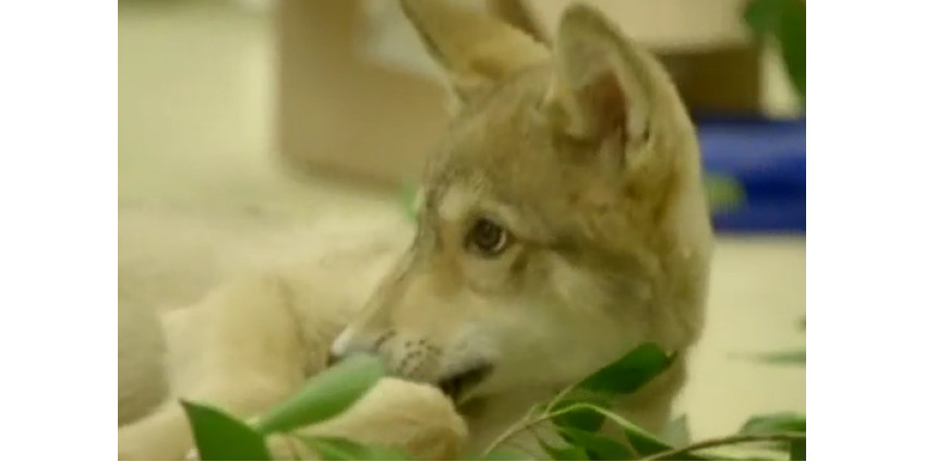 В зоопарке Сан-Диего представили волчонка