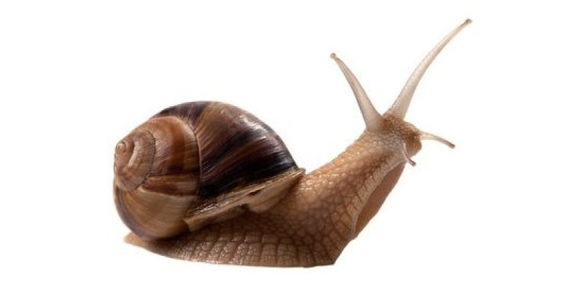 В Лос-Анджелесе задержана партия опасных улиток